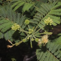 Albizia amara (Roxb.) Boivin